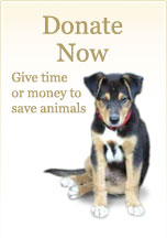 Donate Now: Give time or money to save animals