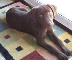lost chocolate lab male